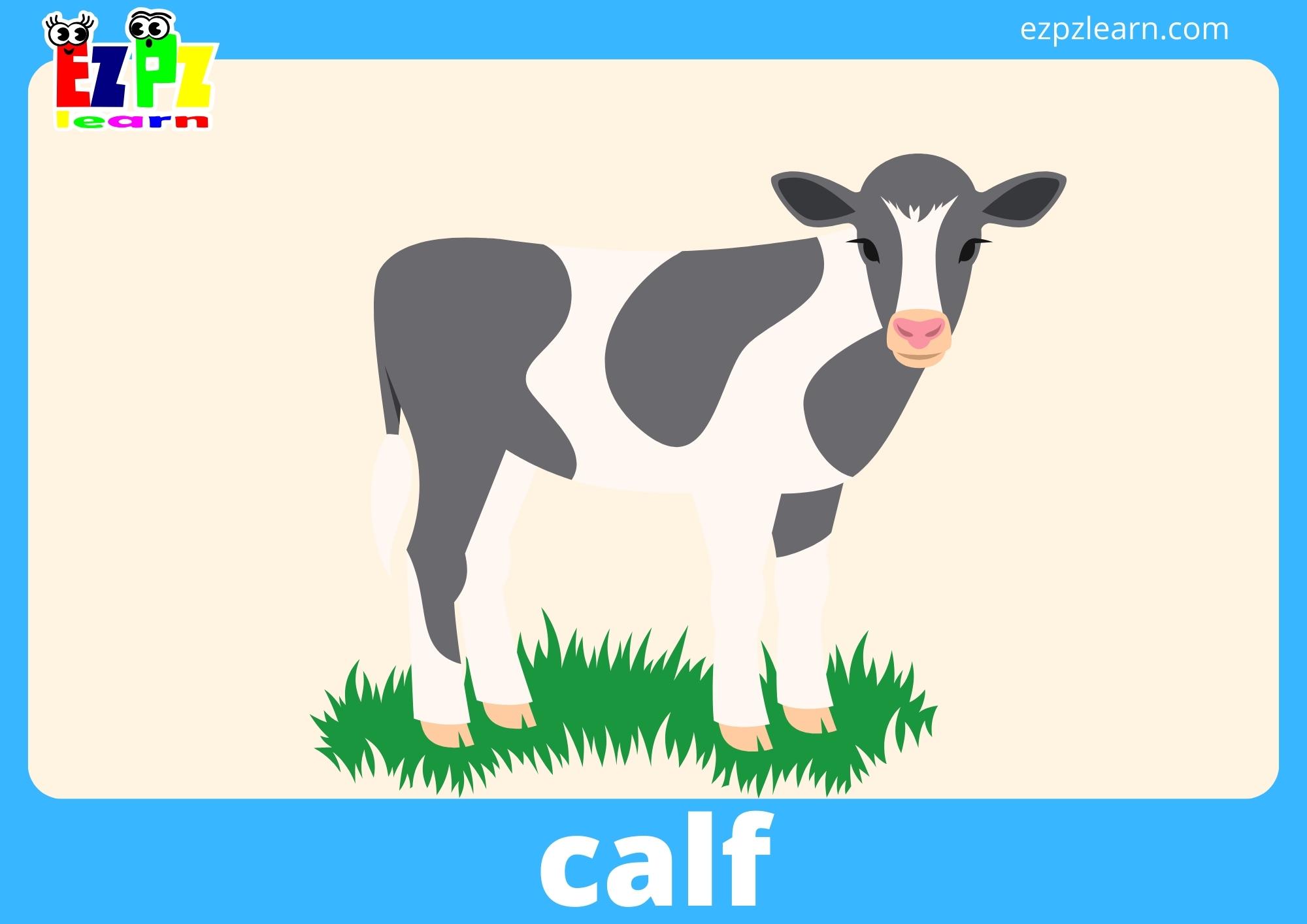 calf